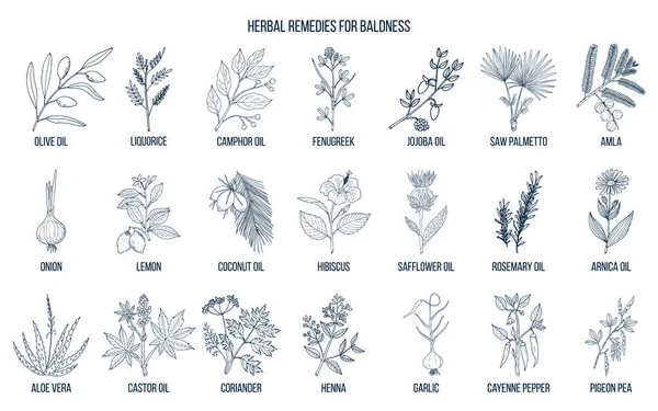 Los mejores remedios herbales para la calvicie — Archivo Imágenes Vectoriales