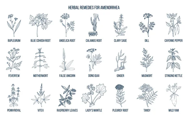 Los mejores remedios herbarios para tratar la amenorrea — Vector de stock