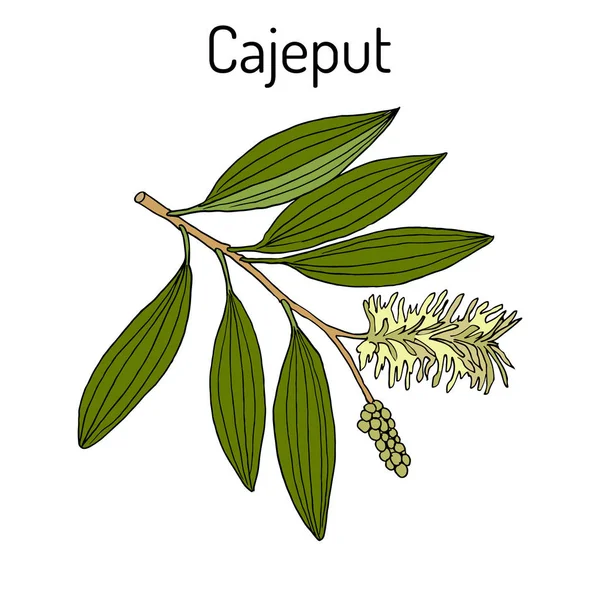 Cajeput Melaleuca leucadendron, o corteza de papel llorón, planta medicinal — Vector de stock
