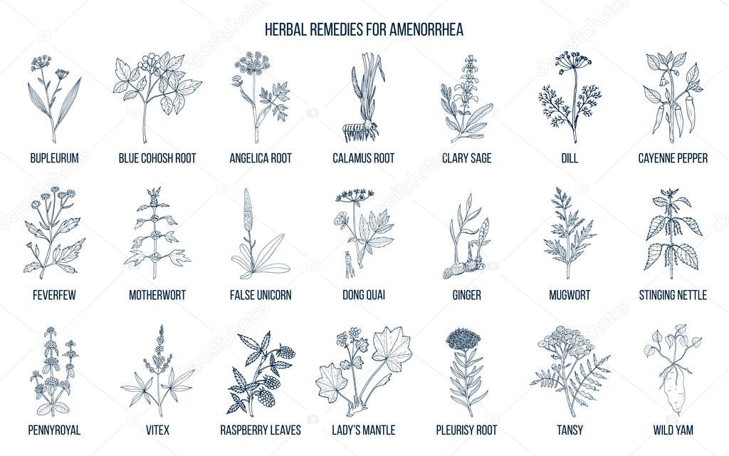 Best herbal remedies to treat amenorrhea