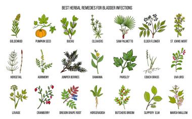 Mesane enfeksiyonları için en iyi bitkisel ilaçlar