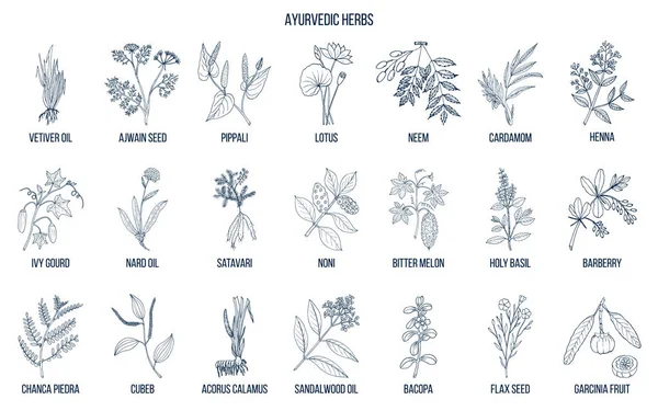 Аюрведичні трави, природні ботанічні набір — стоковий вектор
