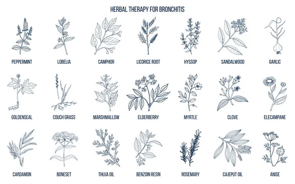 Terapia herbal para la bronquitis — Vector de stock