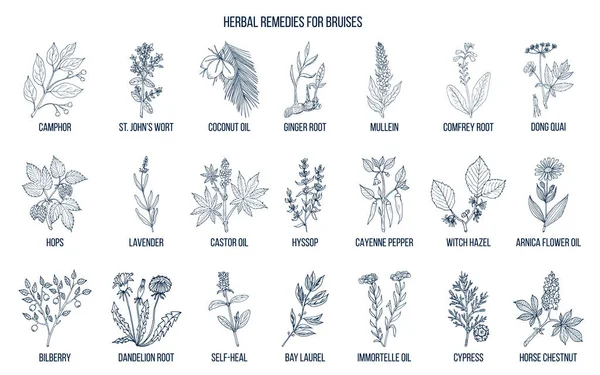 Meilleurs remèdes à base de plantes pour traiter les bleus — Image vectorielle