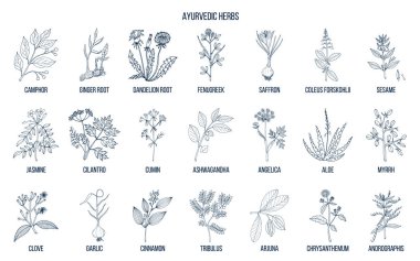 Ayurveda otlar, doğal botanik seti