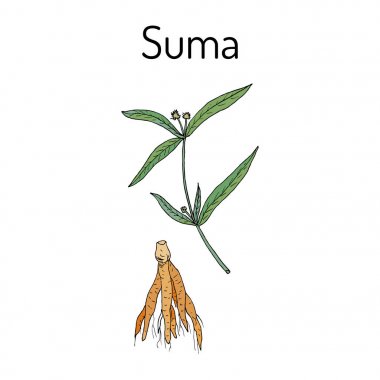 Suma kökü pfaffia paniculata veya Brezilya ginseng