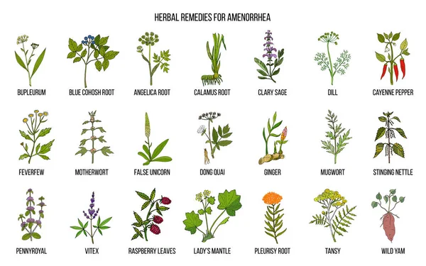 Los mejores remedios herbarios para tratar la amenorrea — Vector de stock