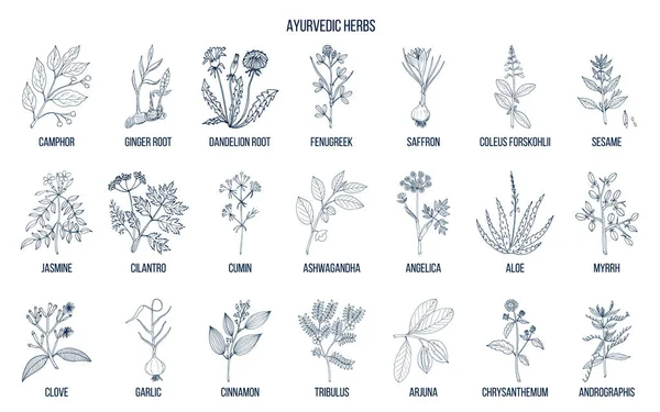 Ayurvedic herbs, natural botanical set — Stock Vector