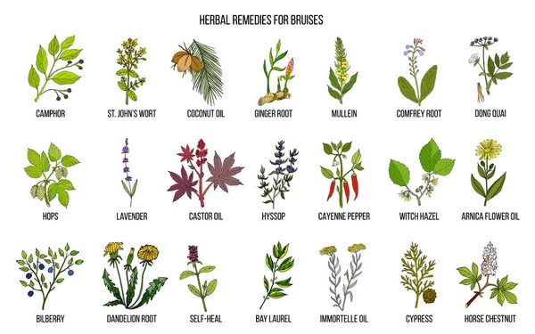 Los mejores remedios herbales para tratar moretones — Vector de stock