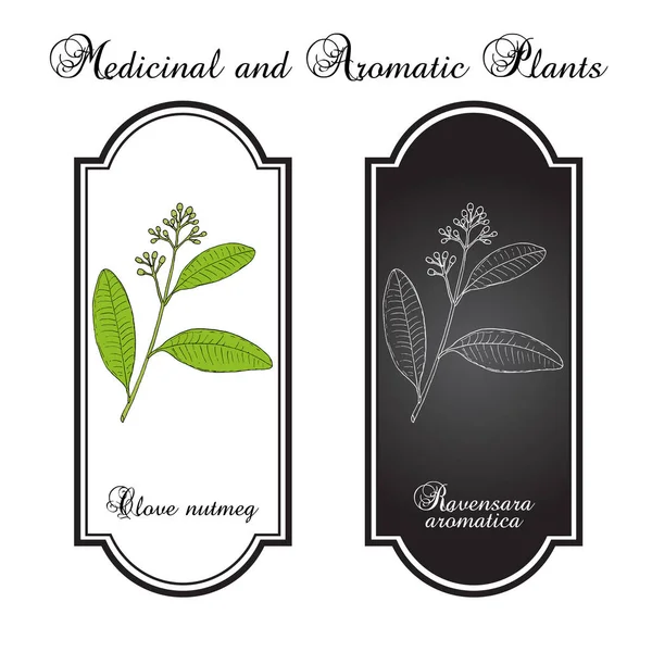 Szegfűszeg, szerecsendió Ravensara aromatica, aromás és gyógyászati növények — Stock Vector