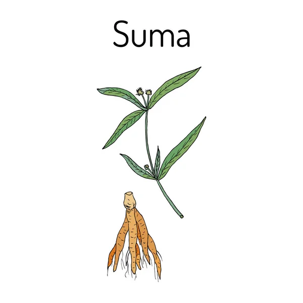 Suma raíz pfaffia paniculata, o ginseng brasileño — Vector de stock