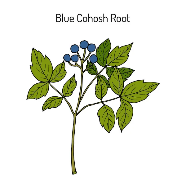 Cohosh azul Caulophyllum thalictroides, o raíz de india, planta medicinal — Vector de stock