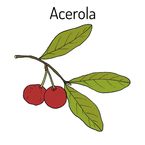 Η Acerola, ή κεράσι των Μπαρμπάντος, φαρμακευτικό φυτό — Διανυσματικό Αρχείο
