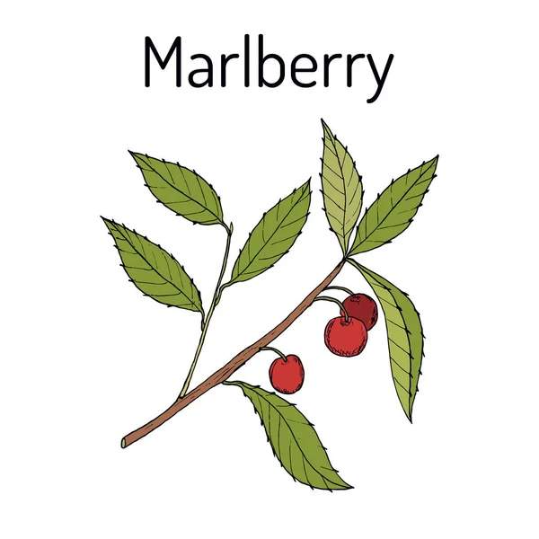 มาร์ลเบอร์รี่ อาร์ดิเนีย วาชิกา พืชสมุนไพร — ภาพเวกเตอร์สต็อก