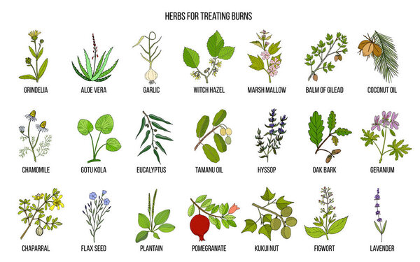 Collection of best herbs for burns treatment