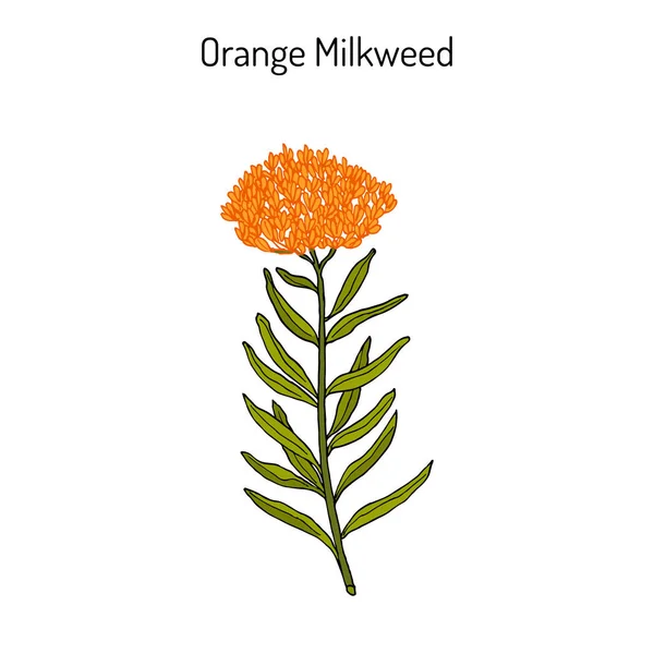 Milkweed laranja Asclepias tuberosa, planta medicinal — Vetor de Stock