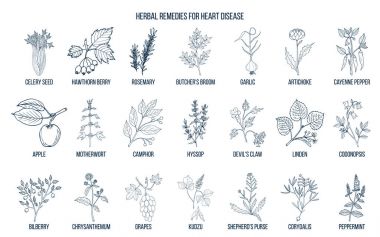 Collection of best herbs for heart disease clipart