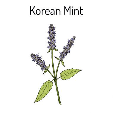 Kore nane Agastache rugosa, şifalı bitki