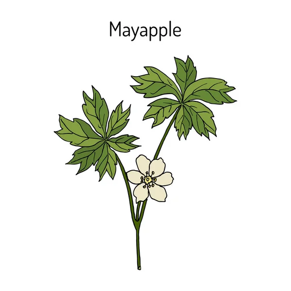 Mayapple Ilex purpurea nebo divoké mandrake, pozemní citron, léčivé rostliny — Stockový vektor