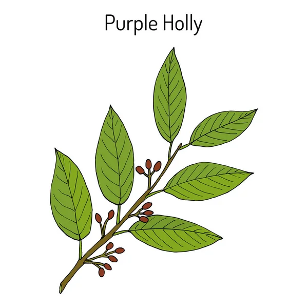Púrpura acebo Ilex purpurea, planta medicinal — Archivo Imágenes Vectoriales