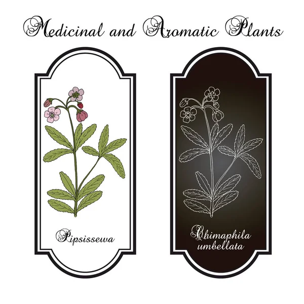 Pipsissewa Chimaphila umbellata, planta medicinal . — Vector de stock