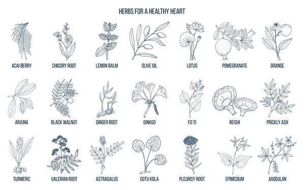 Collection of best herbs for healthy heart — Stock Vector