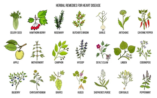 Colección de las mejores hierbas para las enfermedades del corazón — Vector de stock