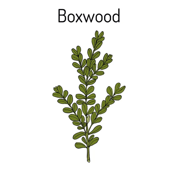 Boxwood Buxus sempervirens, o caja europea, planta medicinal — Vector de stock