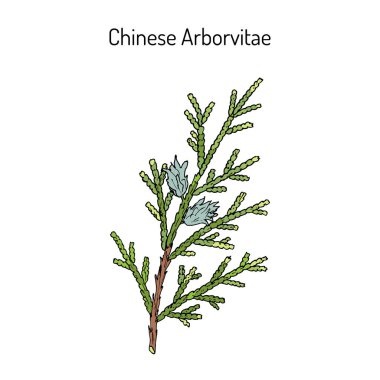 Chinese Arborvitae Thuja orientalis , medicinal plant clipart