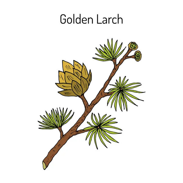 Golden Larch Pseudolarix amabilis, tıbbi bitki.. — Stok Vektör