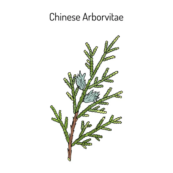 Chinese Arborvitae Thuja orientalis, medicinal plant — стоковый вектор