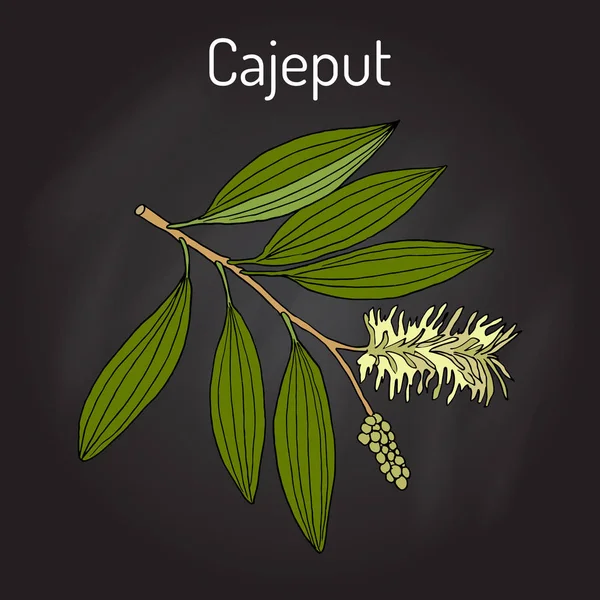 Cajeput Melaleuca leucadendron, або Плакуча paperbark, лікарська рослина — стоковий вектор