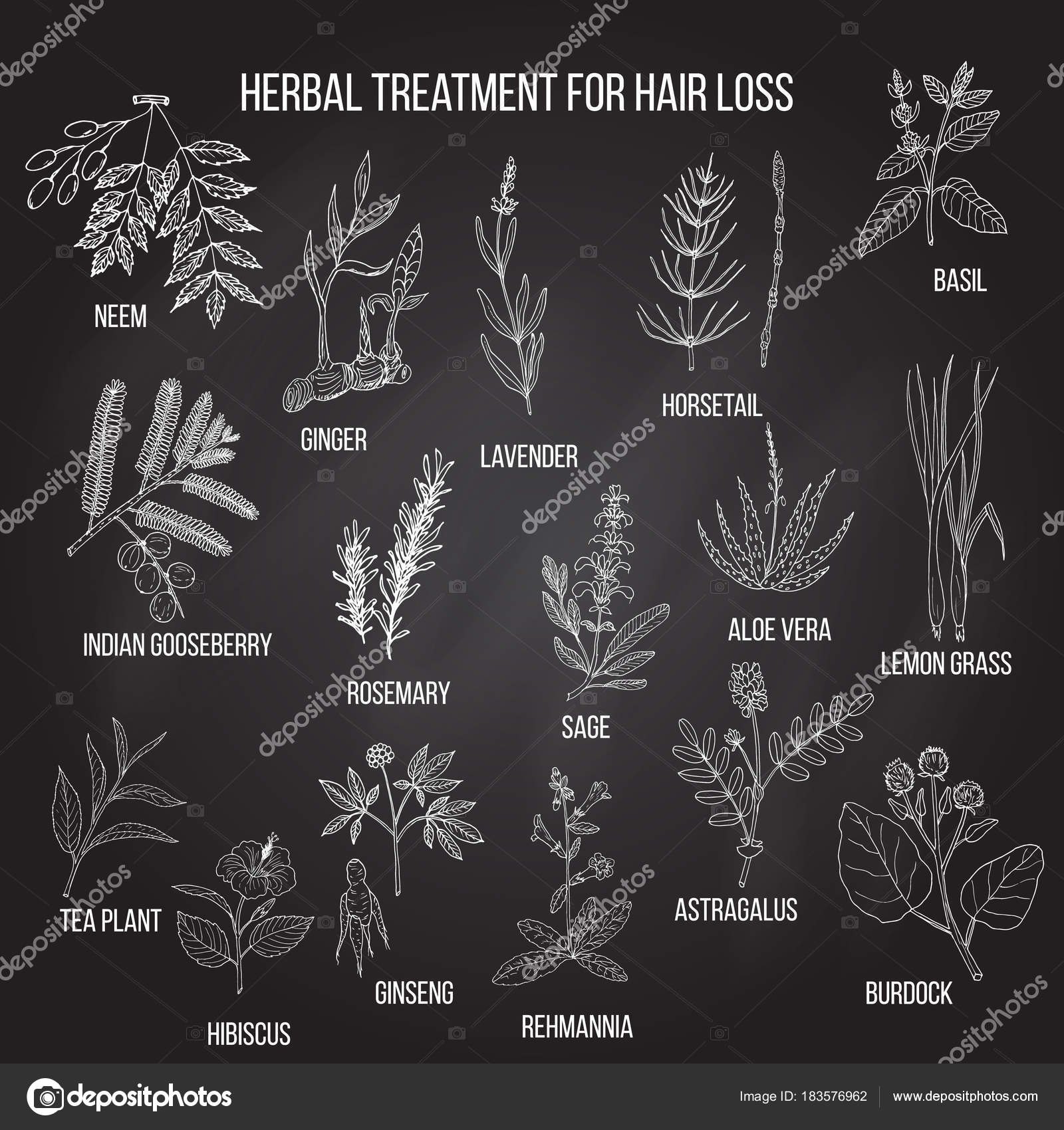 Medicinal herbs for hair loss treatment. Stock Vector Image by