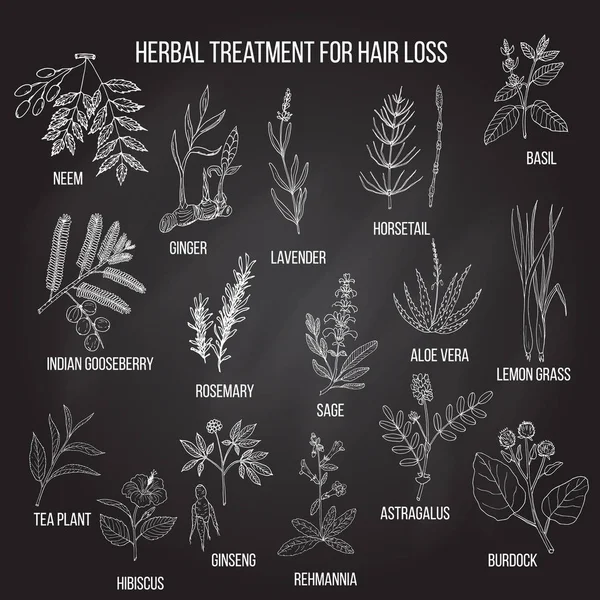 Hierbas medicinales para el tratamiento de la pérdida del cabello . — Vector de stock