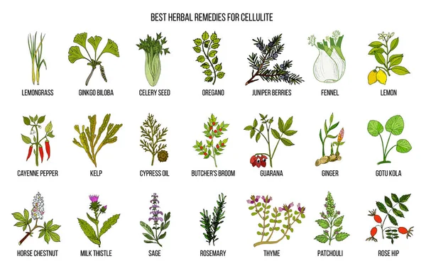 Colección de las mejores hierbas para la celulitis — Vector de stock