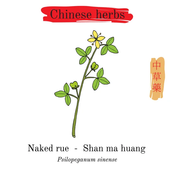 Medicinal herbs of China. Naked rue Psilopeganum sinense — Stock Vector