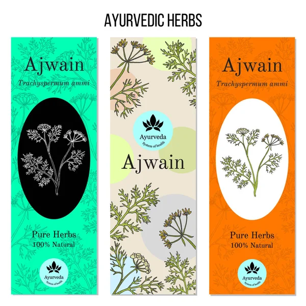Ayurvedic herbs banners, ajwain — Stock Vector