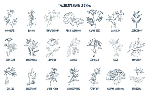 Chinese traditional medicinal herbs — Stock Vector