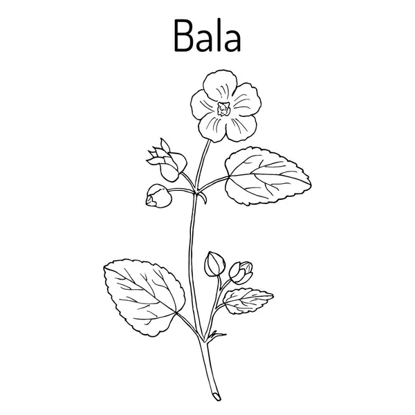 Bala sida cordifolia, o malva di campagna, erba di flanella, pianta medicinale — Vettoriale Stock