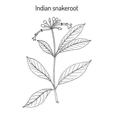 Hint Snakeroot'a Rauwolfia serpentina, şifalı bitki
