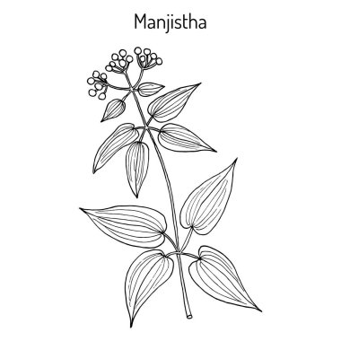 Manjistha Rubia cordifolia , medicinal plant clipart