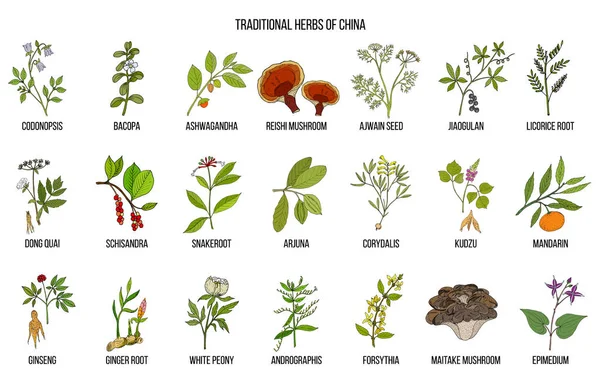 Hierbas medicinales tradicionales chinas — Vector de stock