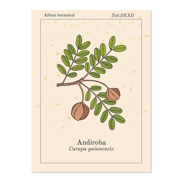 Andiroba Carapa guianensis, φαρμακευτικό φυτό — Διανυσματικό Αρχείο