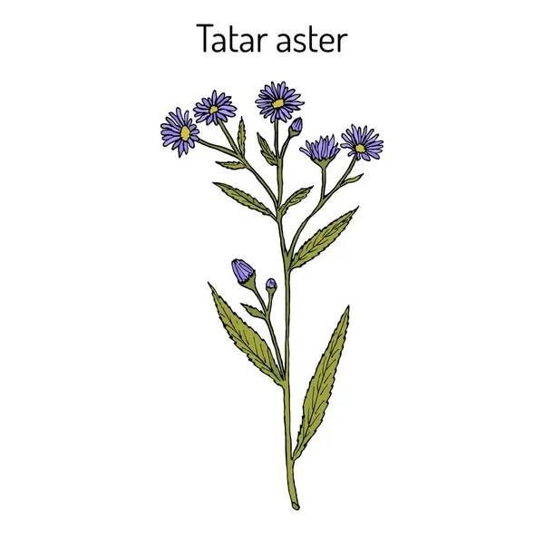 Tatarinows aster Aster tataricus, şifalı bitki — Stok Vektör