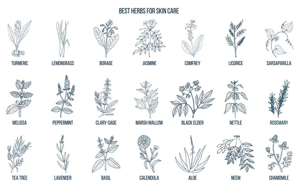 Colección de las mejores hierbas para el cuidado de la piel — Archivo Imágenes Vectoriales