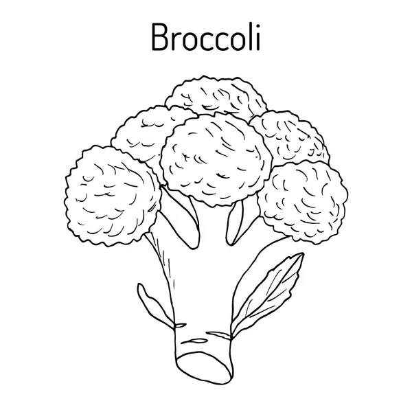 Broccoli Brassica oleracea, tanaman hijau yang bisa dimakan - Stok Vektor