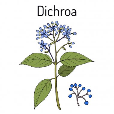 Dichroa febrifuga, şifalı bitki