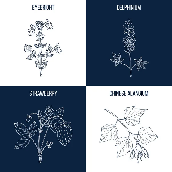 Conjunto de cuatro plantas comestibles y medicinales dibujadas a mano — Vector de stock