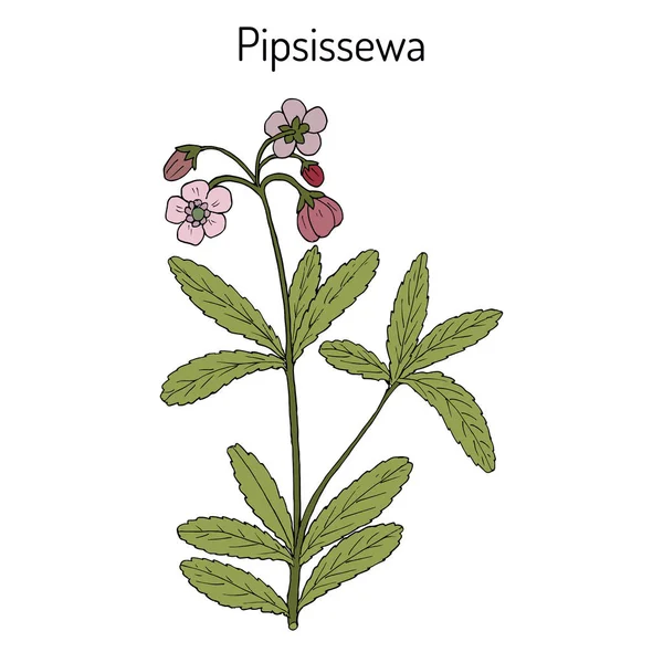 Okolikatý Chimaphila umbellata, léčivé rostliny. — Stockový vektor