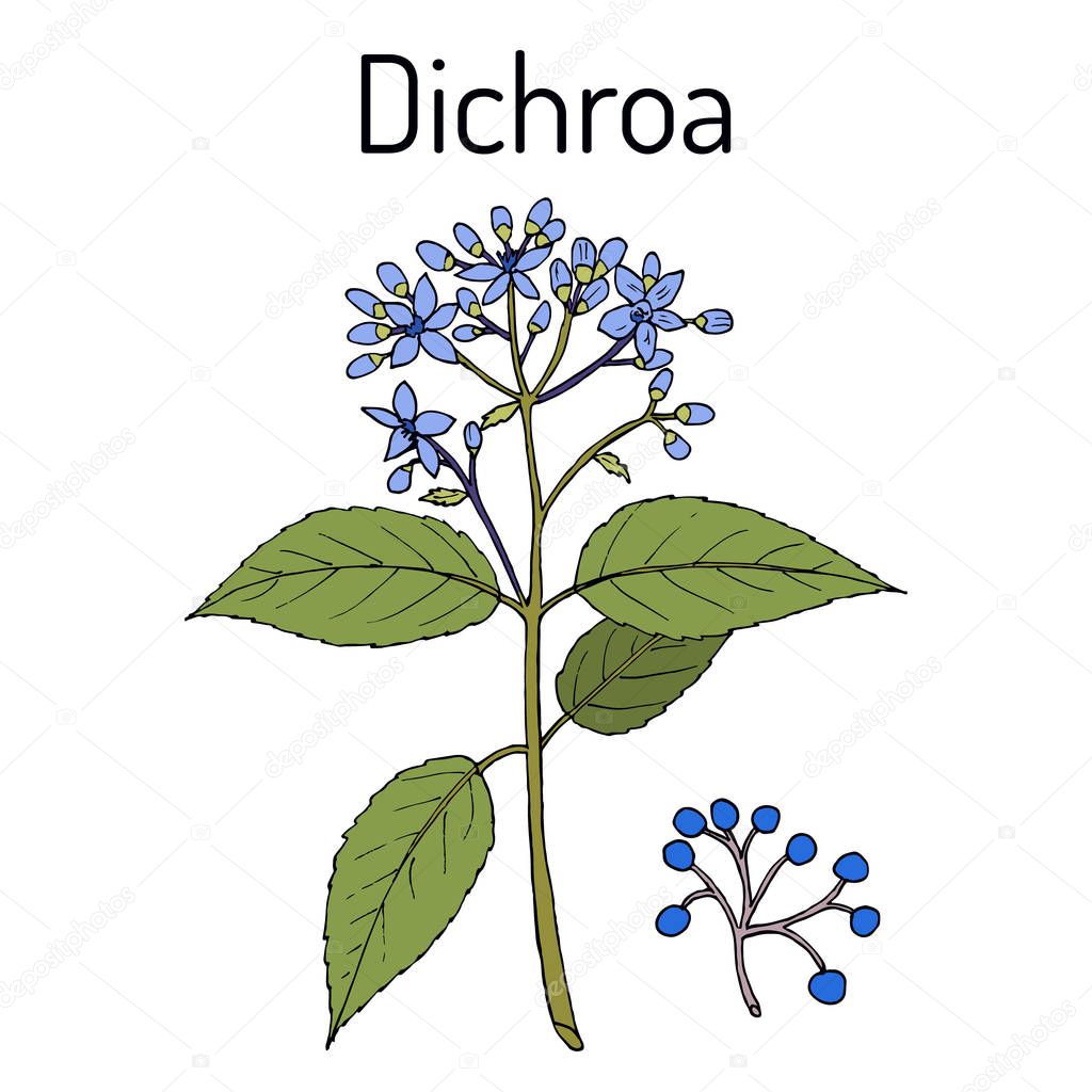 Dichroa febrifuga, medicinal plant